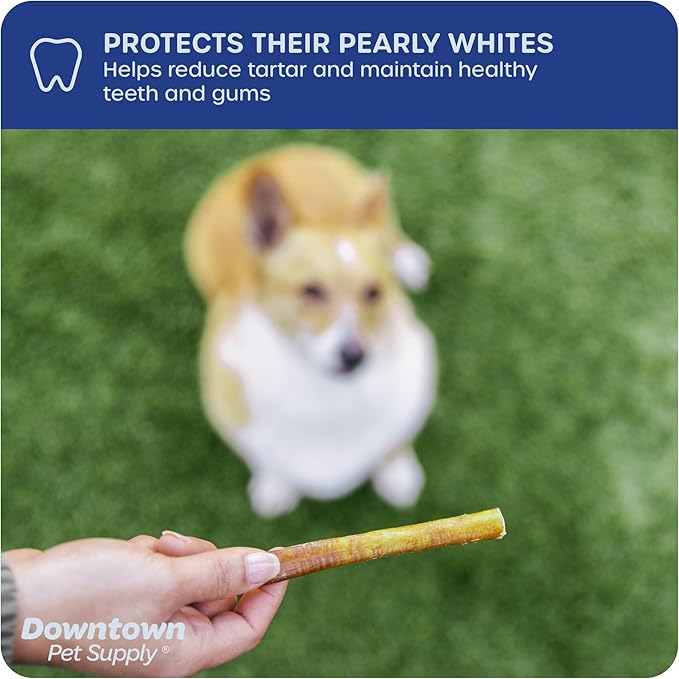 Downtown Pet Supply Bully Sticks for Dogs, Junior Size (6", 25-pack) Rawhide Free Dog Chews Long Lasting Non-Splintering Pizzle Sticks - Low Odor Bully Sticks for Small Dogs