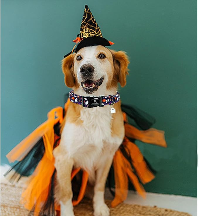 Lionheart glory Dog Collars Fall Halloween Pumpkin Collar