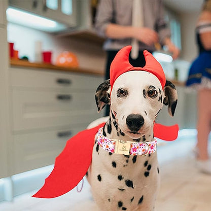 Lionheart glory Dog Collars Fall Halloween Pumpkin Collar