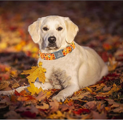 Lionheart glory Thanksgiving Dog Collar Turkey Pumpkin Collars
