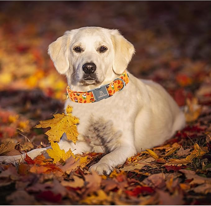 Lionheart glory Thanksgiving Dog Collar Turkey Pumpkin Collars