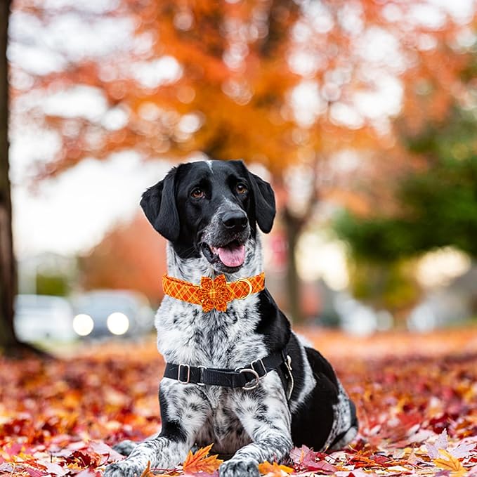 Elegant little tail Fall Dog Collar