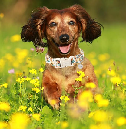 DOGWONG Female Cotton Dog Collar