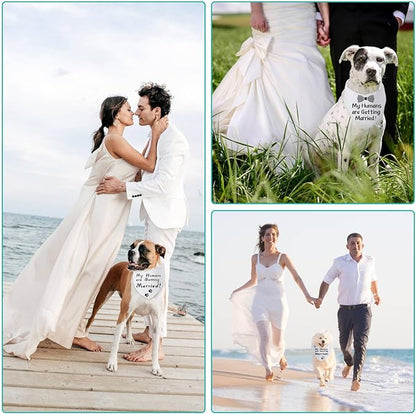 Blank Dog Bandanas Small -2PCS