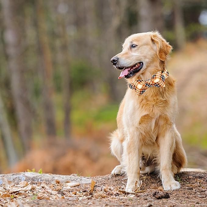 Lionheart glory Dog Collar Fall Dog Collars