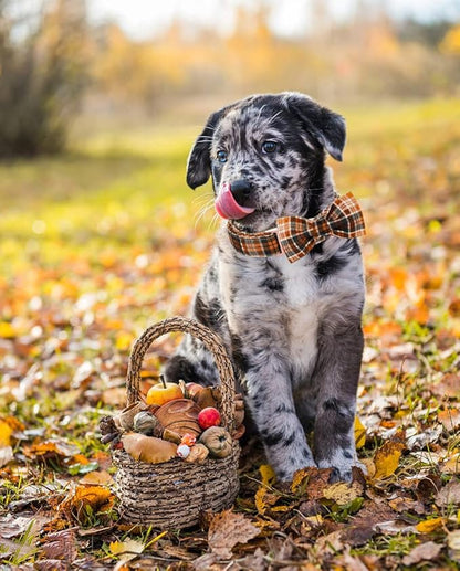 Lionet Paws Halloween Dog Collar with Bowtie 8-12in