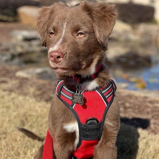 rabbitgoo Dog Harness, No-Pull Pet Harness with 2 Leash Clips, Adjustable Soft Padded Dog Vest, Reflective No-Choke Pet Oxford Vest with Easy Control Handle for Small Dogs, Red, S