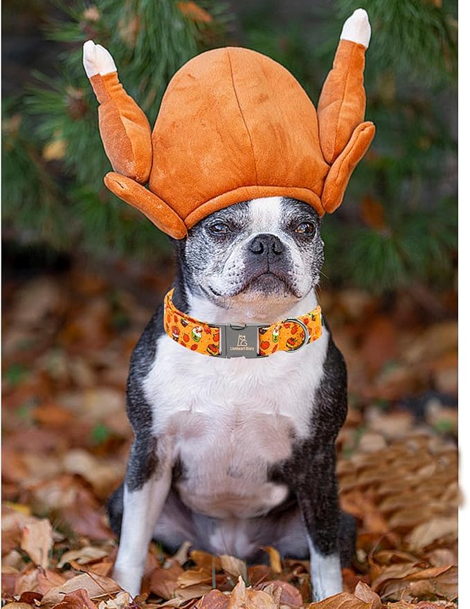 Lionheart glory Thanksgiving Dog Collar Turkey Pumpkin Collars
