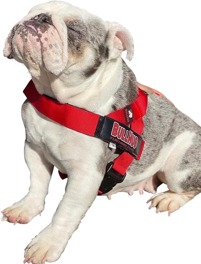 BULLHUG Harness – Made for Larger Chested Dogs Like English Bulldogs