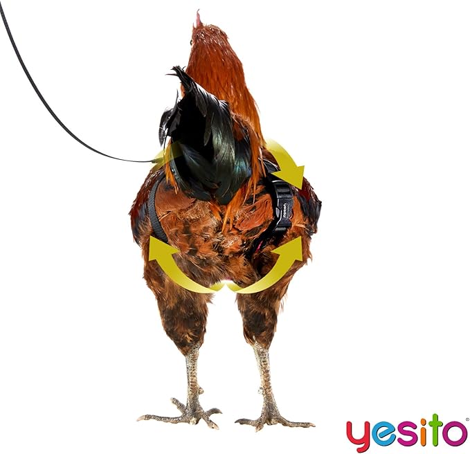 Chicken Harness Hen Size with 5.5ft Matching Leash – Adjustable, Resilient, Comfortable, Breathable, Large, Suitable for Chicken Weighing About 6.6 Pound,Orange