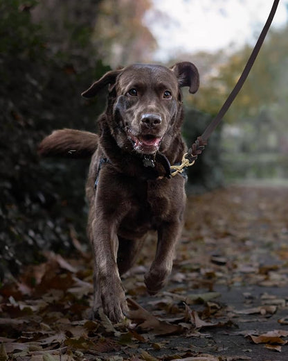 FAIRWIN Braided Leather Dog Training Leash 6 Foot M:5/8" x 6ft)