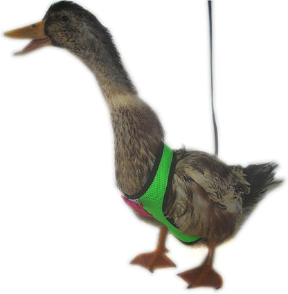 Chicken Harness Hen size With 6-foot Matching belt - Adjustable, elastic, Comfortable, Breathable, Large Size Suitable for Chicken, Duck or Goose Suitable for Weight about 4.9-6.8 Pounds, Green