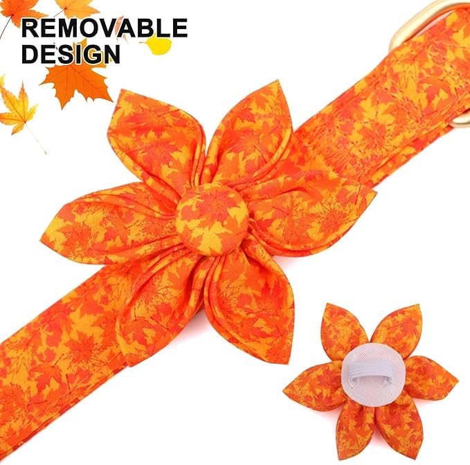 Beirui Cute Girl Dog Collars for Female Dogs