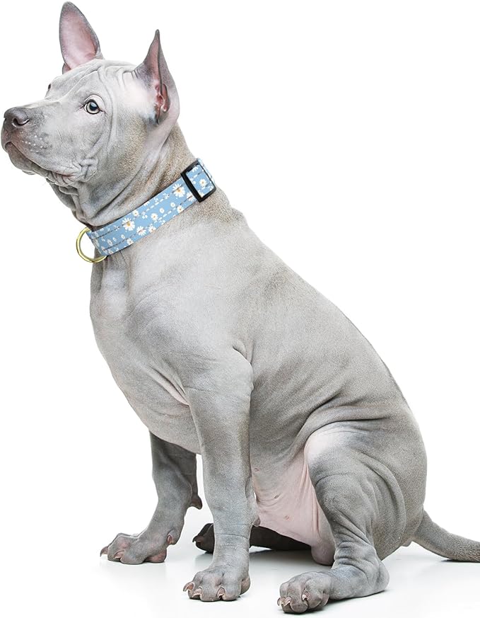 Reflective Dog Collar