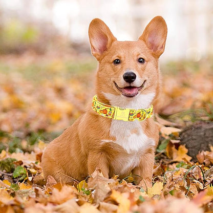 Lionheart glory Premium Fall Dog Collars Thanksgiving Holiday