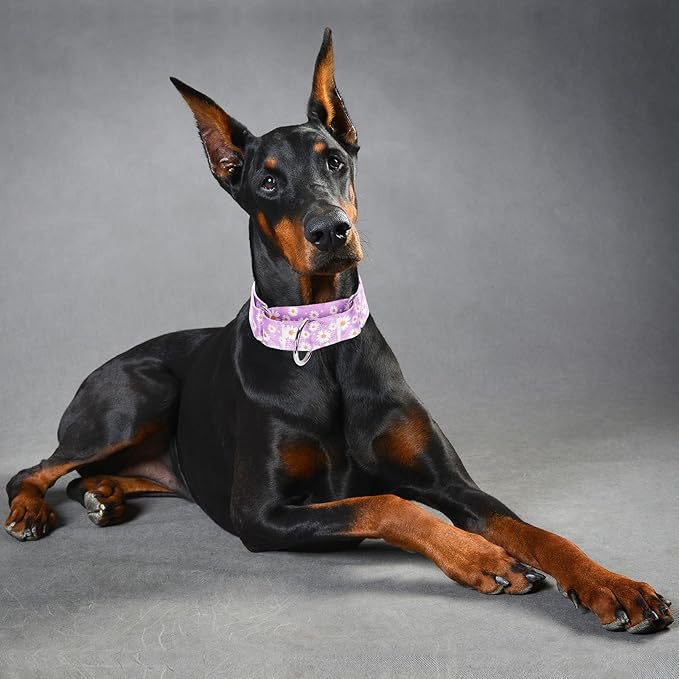 Martingale Collar 1.5 Inches Wide Girl Dog Collar