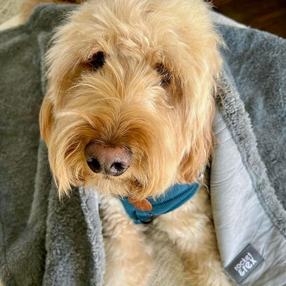 rocket & rex Large Waterproof Dog Blankets for Dogs
