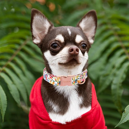 Unique style paws Dog Collar Metal Buckle Collar