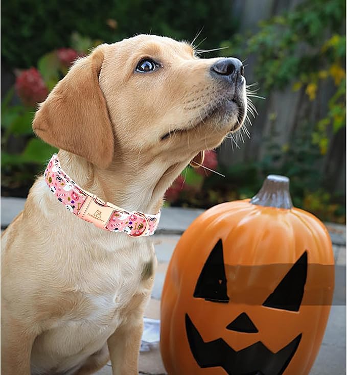 Lionheart glory Dog Collar Fall Halloween Pumpkin Collars