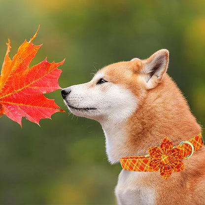 Elegant little tail Fall Dog Collar