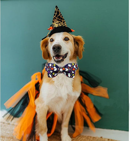 Lionheart glory Halloween Dog Collars