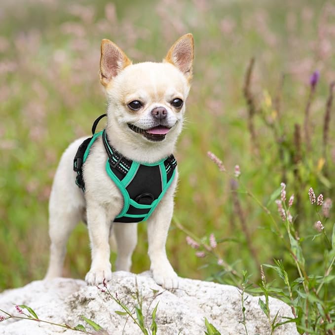 rabbitgoo Dog Harness, No-Pull Pet Harness with 2 Leash Clips, Adjustable Soft Padded Dog Vest, Reflective No-Choke Pet Oxford Vest with Easy Control Handle for Large Dogs, Black & Turquoise, X-Small