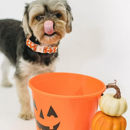 Lionheart glory Halloween Dog Collars