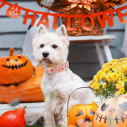 Unique style paws Dog Collar Metal Buckle Collar