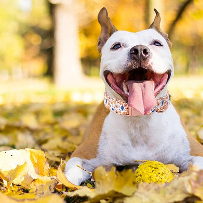 Unique style paws Dog Collar Metal Buckle Collar