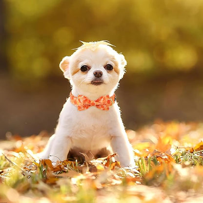 ARING PET Fall Dog Collar-Cute Yellow Dog Collar with Bow