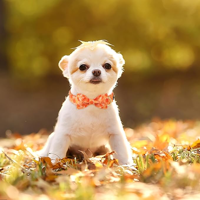 ARING PET Fall Dog Collar-Cute Yellow Dog Collar with Bow