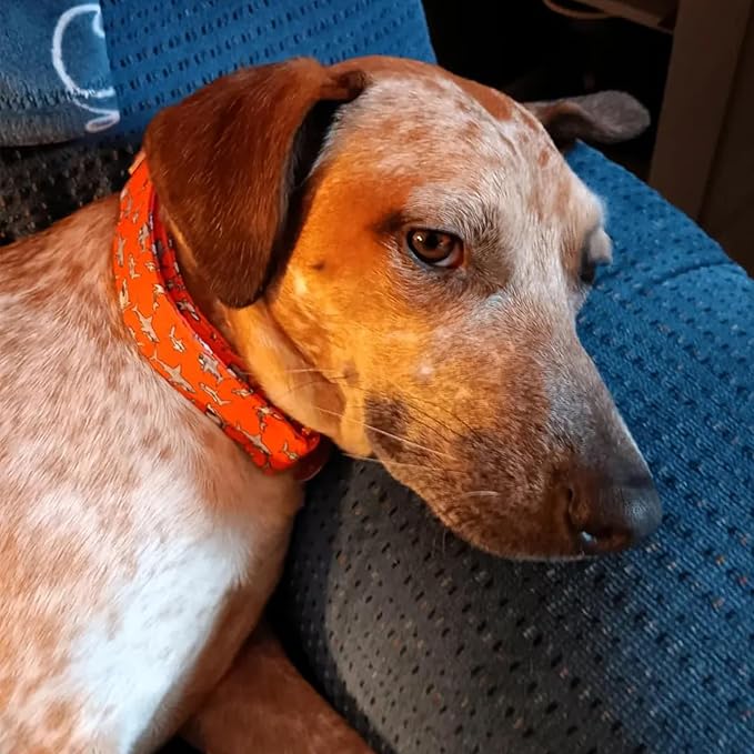 Lionheart glory Dog Collar Shark Print Dog Collar