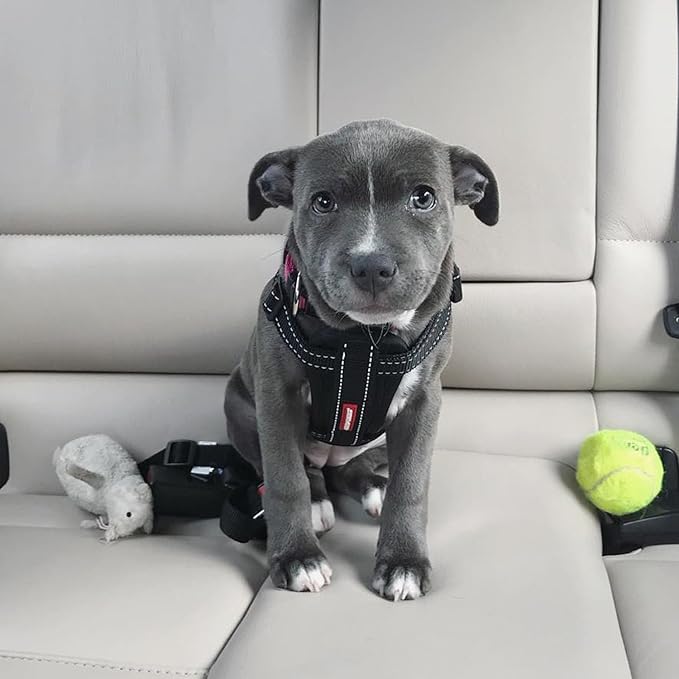 EzyDog Premium Chest Plate Custom Fit Reflective No-Pull Padded Comfort Dog Harness