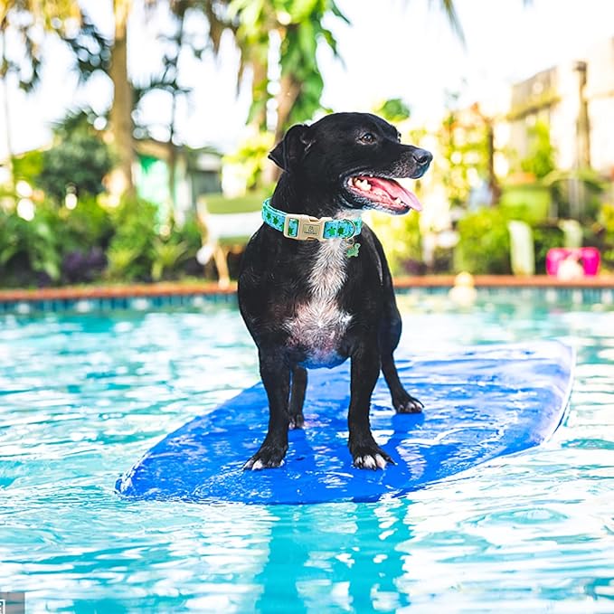 Lionheart glory Dog Collar Blue Sea Turtles Dogs