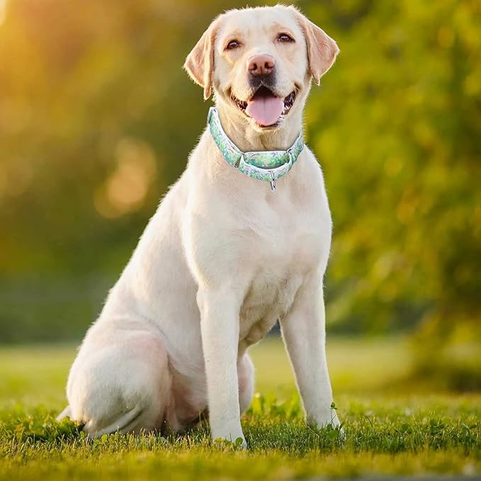 Martingale Dog Collars Green1)