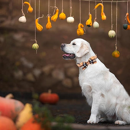 Elegant little tail Fall Dog Collar