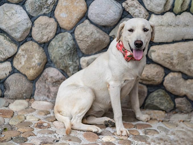 Elegant little tail Dog Collar with Bow