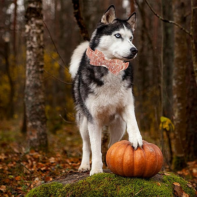 Elegant little tail Fall Dog Collar