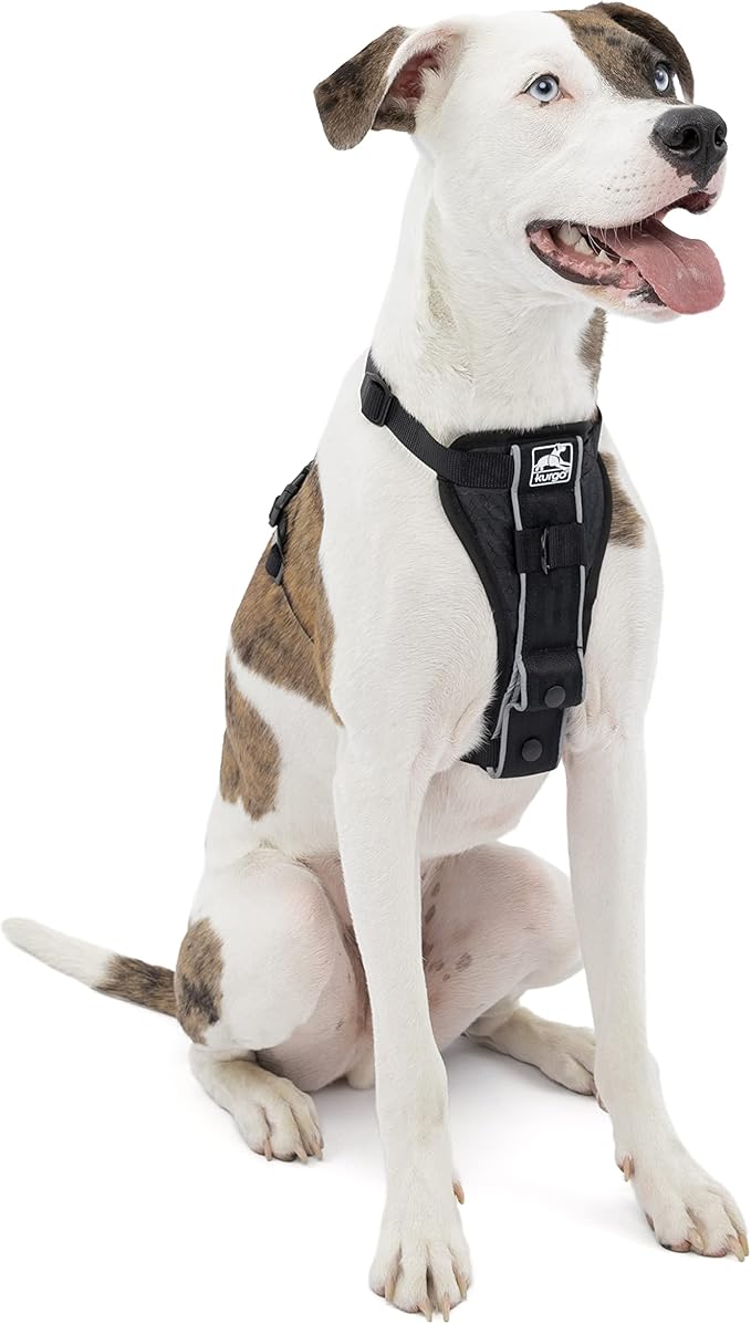 Kurgo Tru-Fit Smart Harness, Dog Harness, Pet Walking Harness, Quick Release Buckles, Front D-Ring for No Pull Training, Includes Dog Seat Belt Tether (Black, Medium)