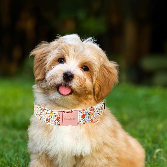 Unique Style Paws Summer Dog Collar