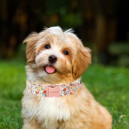 Unique Style Paws Summer Dog Collar