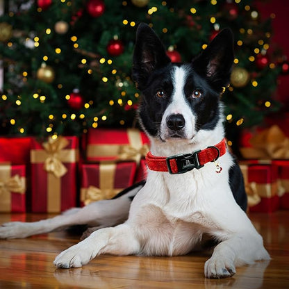Lionheart glory Christmas Dog Collar