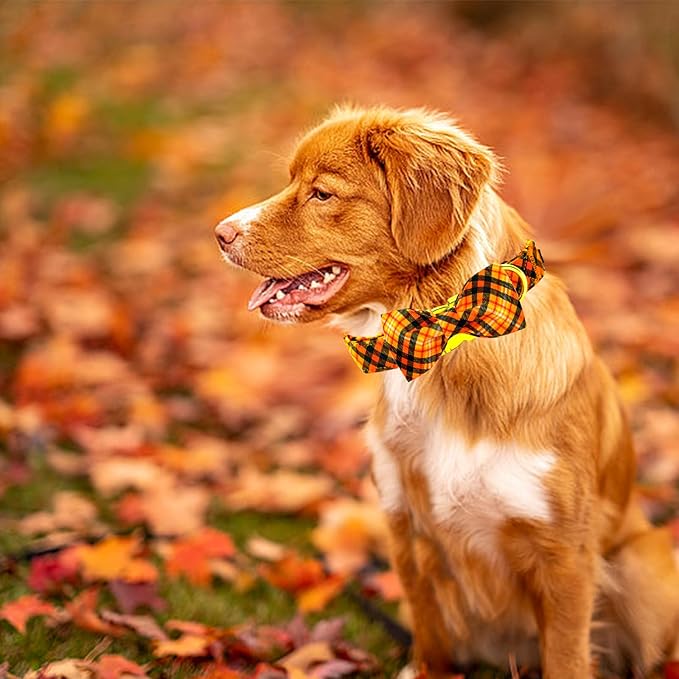 Elegant little tail Fall Dog Collar