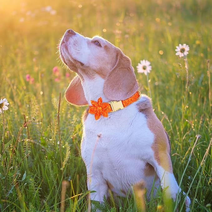 Beirui Cute Girl Dog Collars for Female Dogs