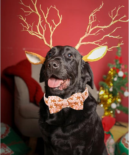 Lionheart glory Christmas Dog Collar