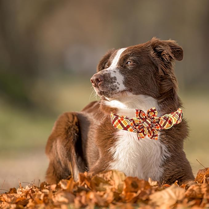 Elegant little tail Fall Dog Collar