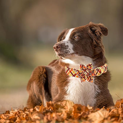 Elegant little tail Fall Dog Collar