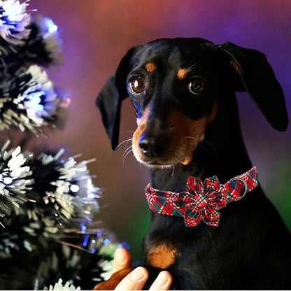 Elegant little tail Dog Collar with Flower