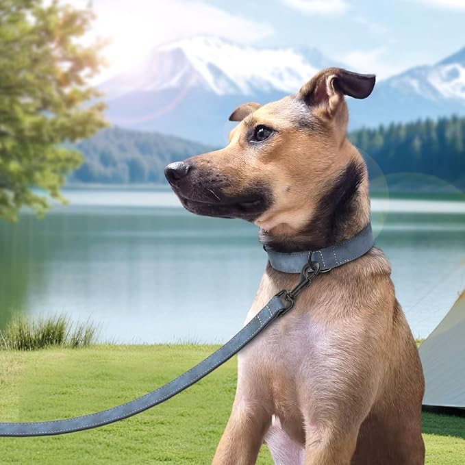 Didog Soft Padded Leather Dog Collar and Leash Set 4FT Leather