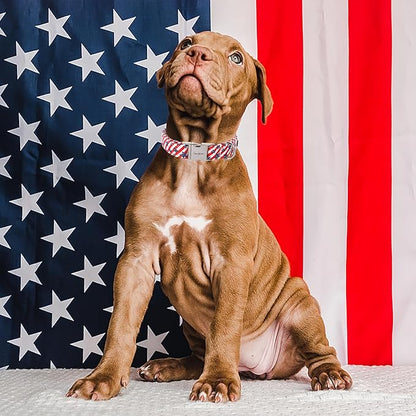 Unique style paws Dog Collar Metal Buckle Collar